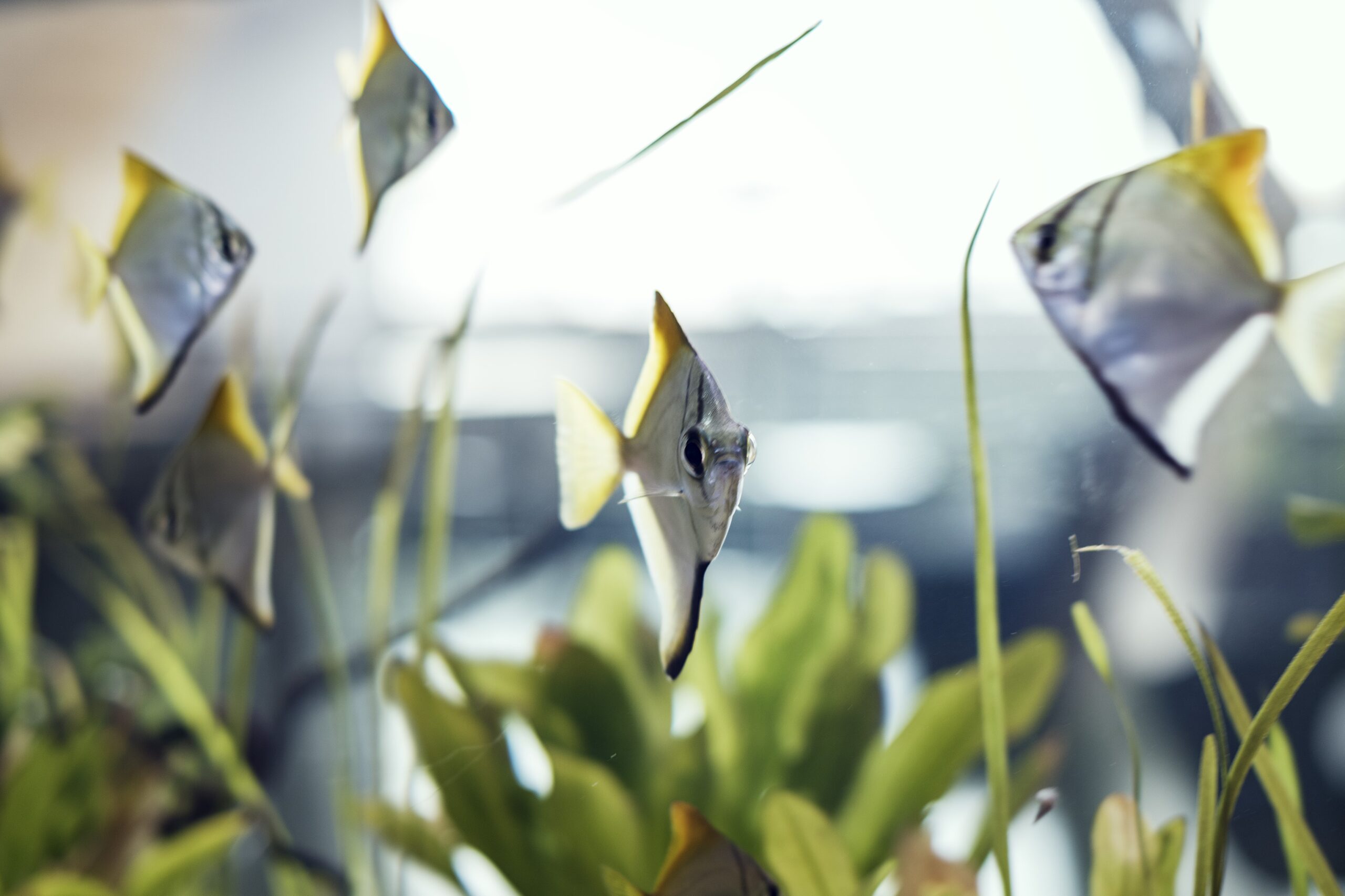 Aquaponické pěstování – symbióza rostlin, ryb a bakterií
